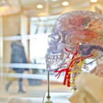 Medical model of a human skull