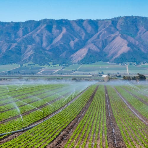 image of filed in CA with irrigation sprinklers