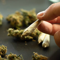 Hand holds marijuana joint.